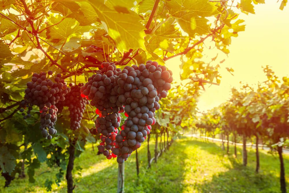 Photo of a Red Grapevine at One of the Prettiest Sonoma Wineries.