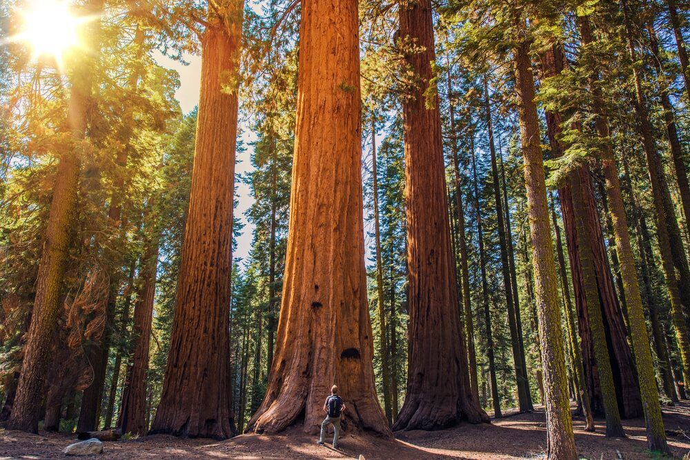 Photo of a person hiking through the redwoods in Sonoma County