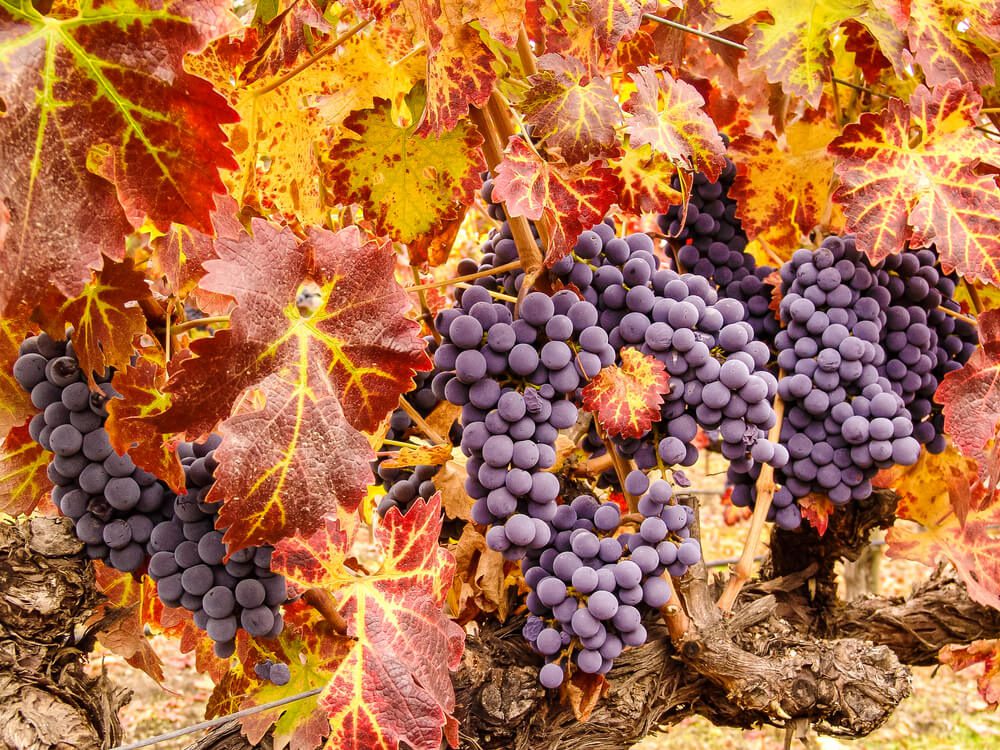 Photo of grapes at a vineyard during Sonoma harvest season