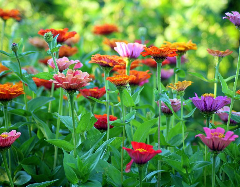 Sonoma botanical gardens show off brightly colored flowers